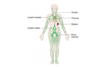 Your Lymphatic System: Part 1