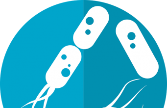 The Secret to Weight Loss May Be in the Gut